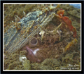 Body armor Marginatus -> http://www.youtube.com/watch?v=H9rNjX7W75c 